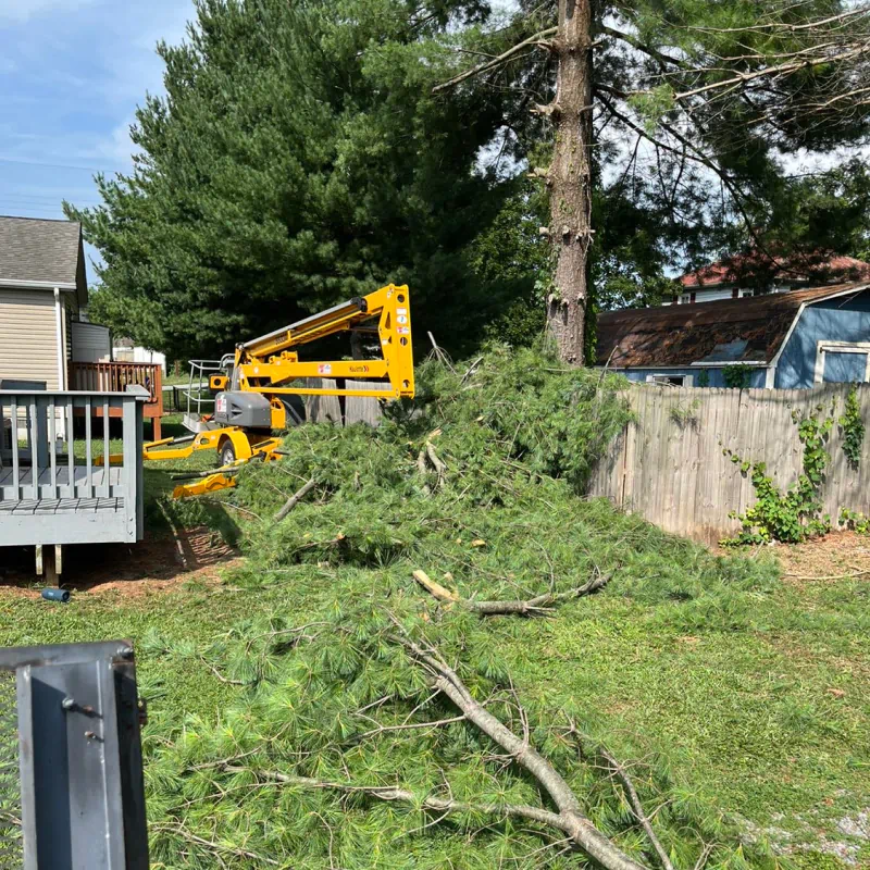 tree service in backyard with debris martinsburg wv
